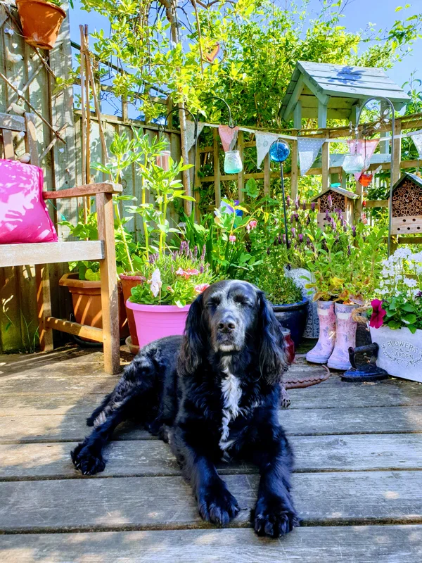 Dog relaxing on a deck with flowers