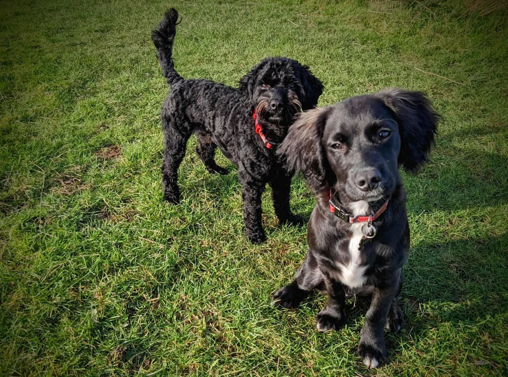 Dogs relaxing in garden