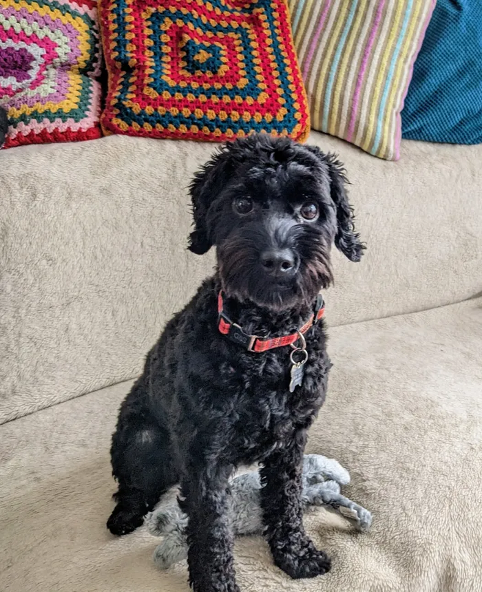 Dog sat on sofa with toy