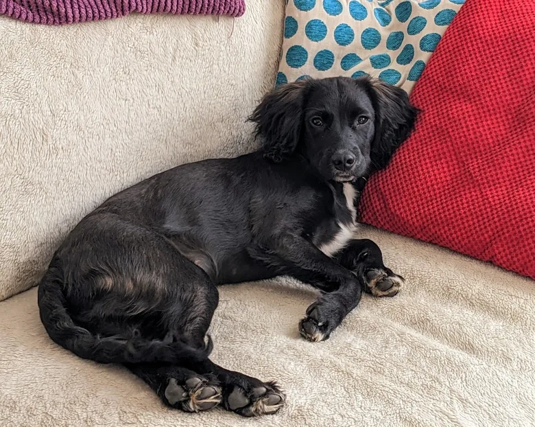 Dog relaxing on the sofa