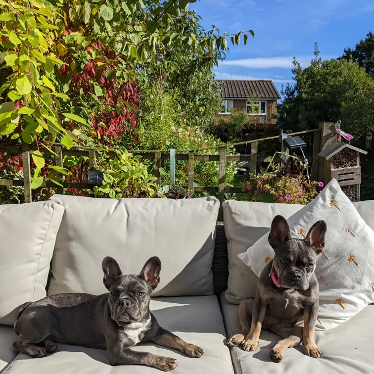 Dogs relaxing in garden